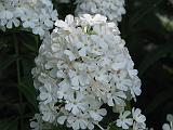 Phlox White